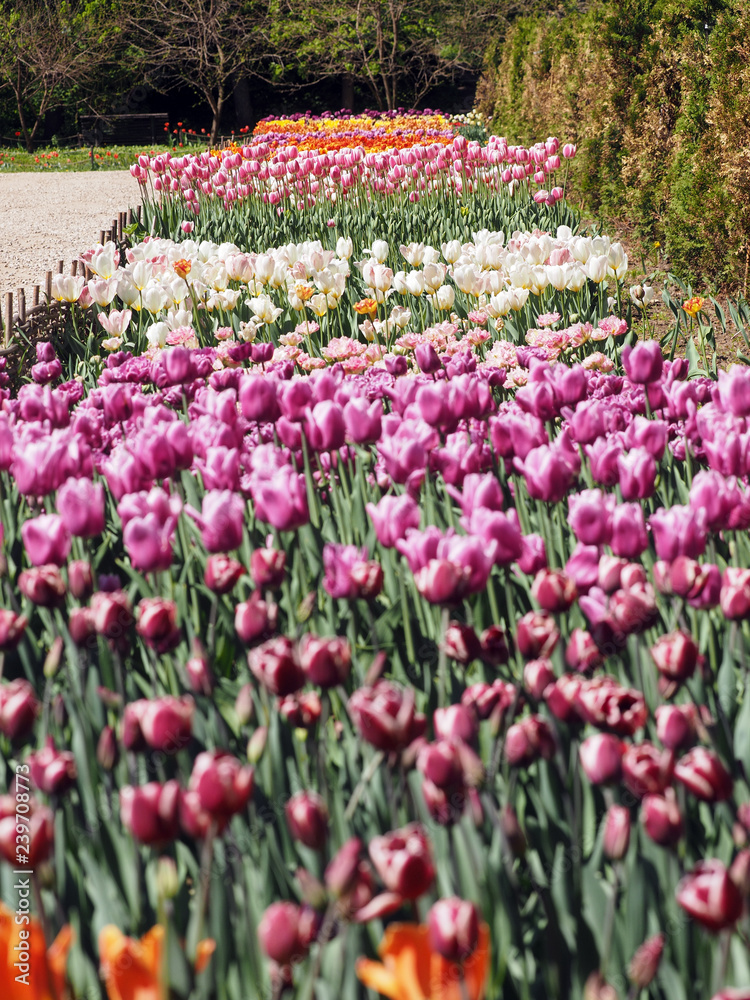 Tulip is purple, white.Flower show.Botanical garden of Moscow state University.May 10, 2018. Tulip is purple, white.Flower show.Botanical garden of Moscow state University.May 10, 2018.