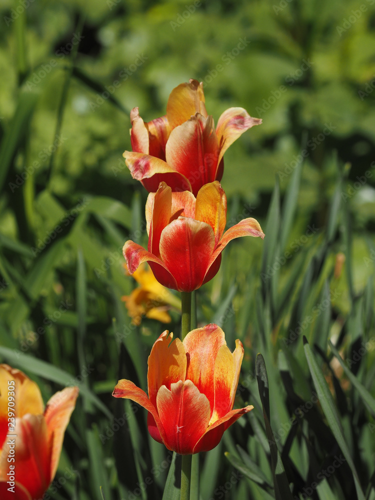 Tulip is red.Flower show.Botanical garden of Moscow state University.May 10, 2018. Tulip is red.Flower show.Botanical garden of Moscow state University.May 10, 2018.