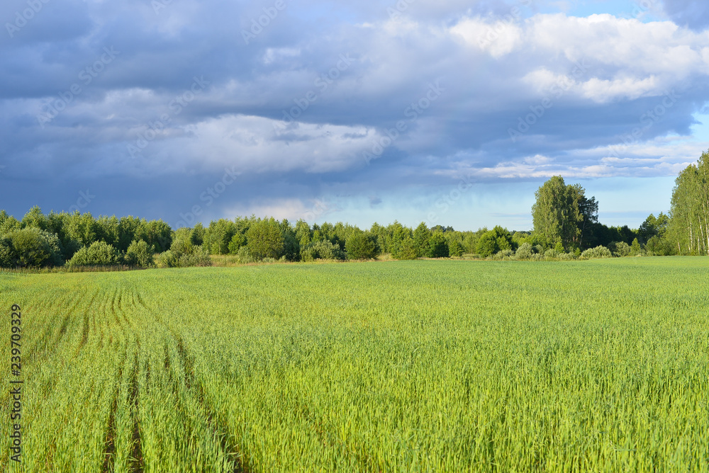 The field on the way to Kibelek source near Svetloyar Lake in Nizhny Novgorod region