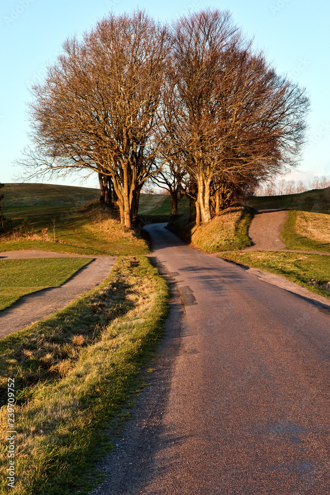 Fototapeta premium Road Trees in the Sunset