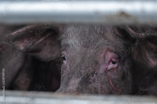 Fototapeta Naklejka Na Ścianę i Meble -  Pig on animal transport 