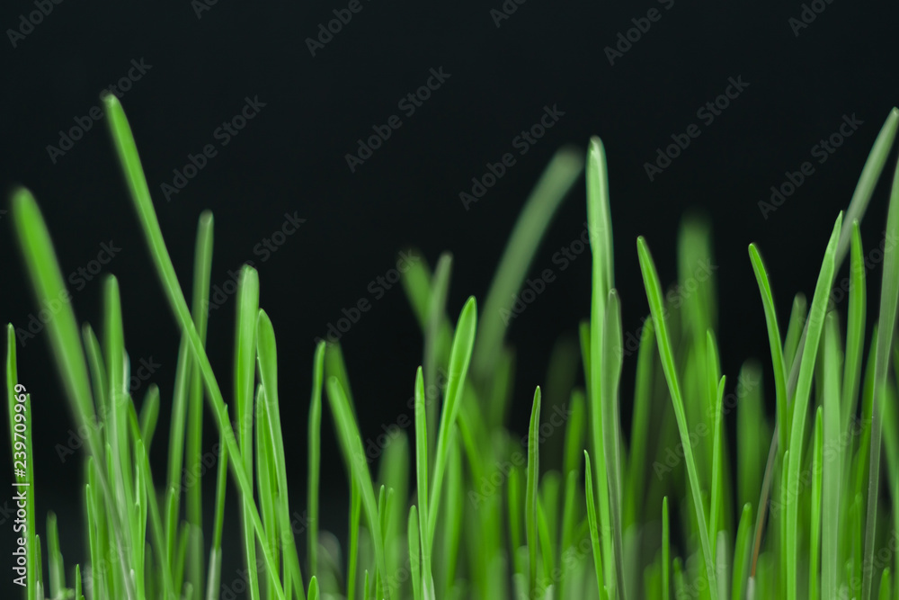 green grass on black background green grass on black background