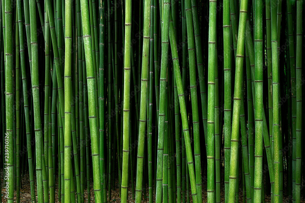 Fototapeta bambusowy wzór lasu