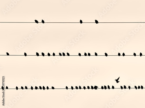 Black birds on a wire