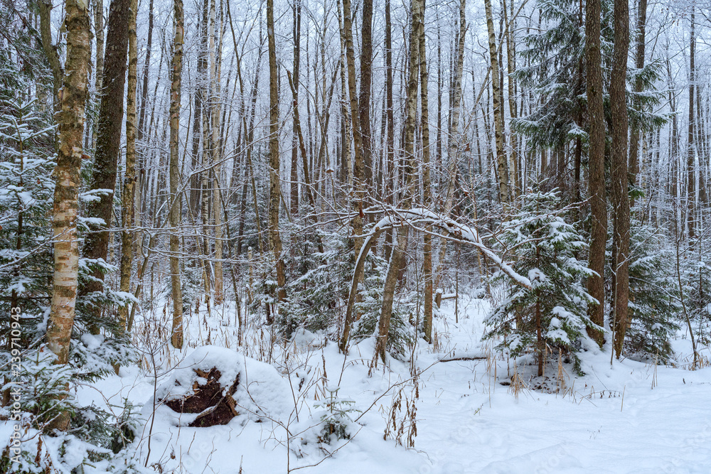 Fototapeta premium Russian winter forest