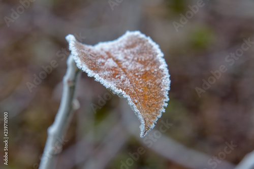 Leaves covered with frost in autumn