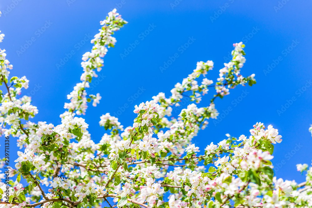 Macro closeup of white and pink apple blossoms growing on tree with vibrant low angle blue sky Macro closeup of white and pink apple blossoms growing on tree with vibrant low angle blue sky