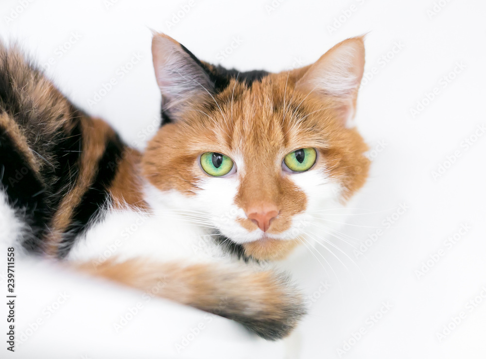 A calico domestic shorthair cat with bright green eyes