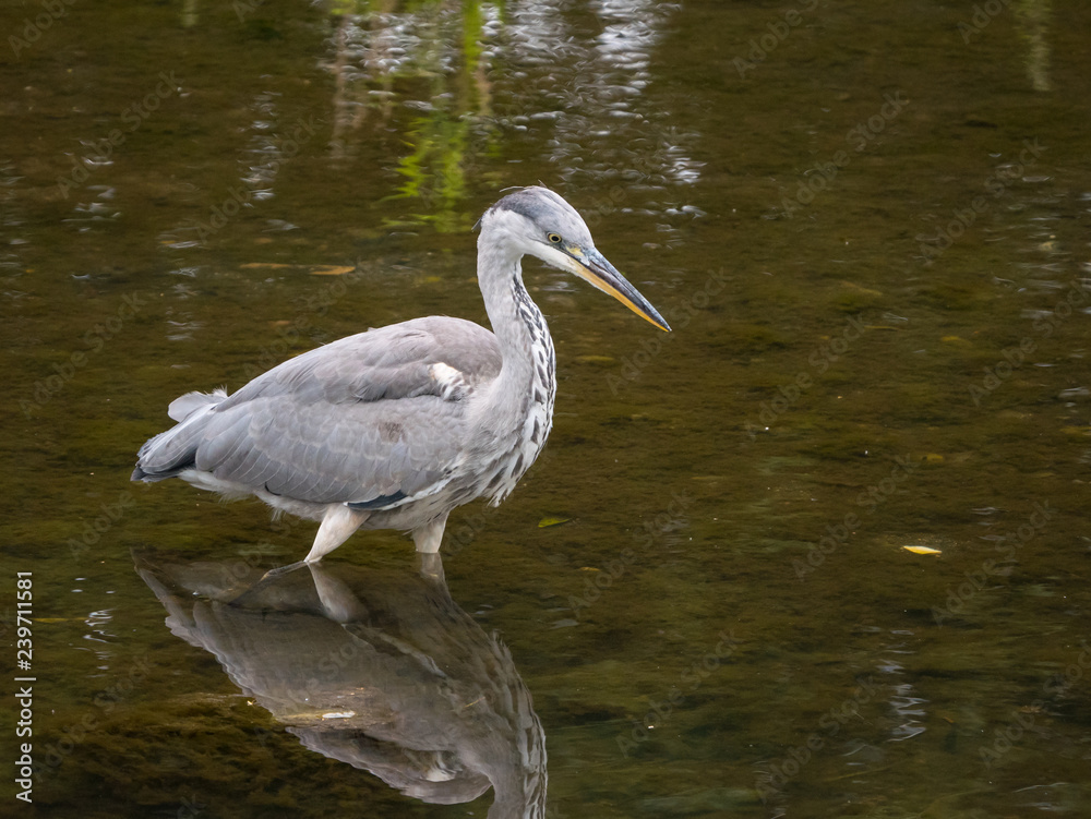 Common Heron / Grey Heron (Ardea cinerea) wading in a river hunting fish Common Heron / Grey Heron (Ardea cinerea) wading in a river hunting fish