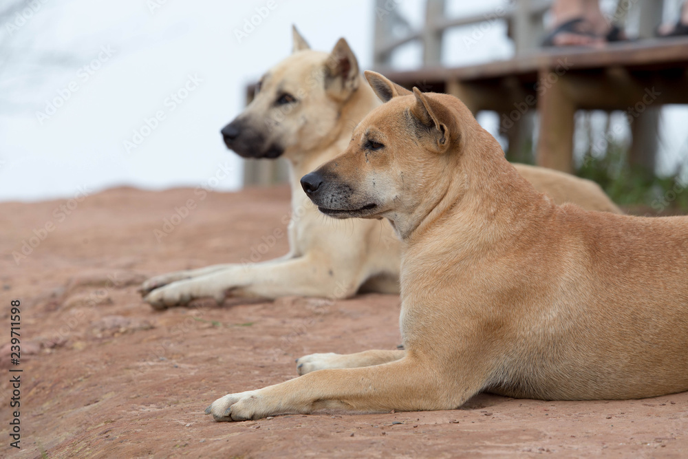 Couple dog lay down on the ground. Focus on the first.