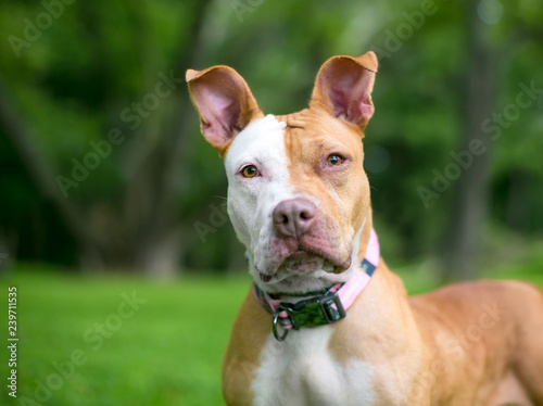 A red and white Pit Bull Terrier mixed breed dog outdoors