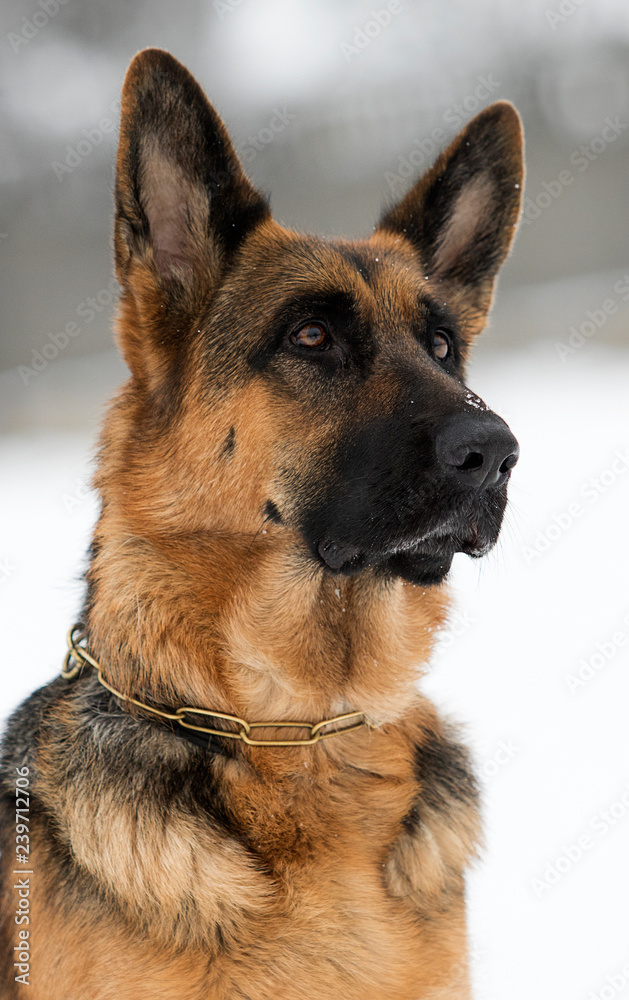 portrait of a german shepherd dog