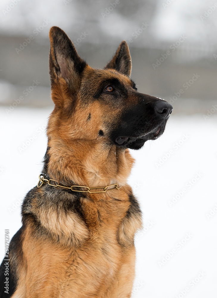 portrait of a german shepherd dog