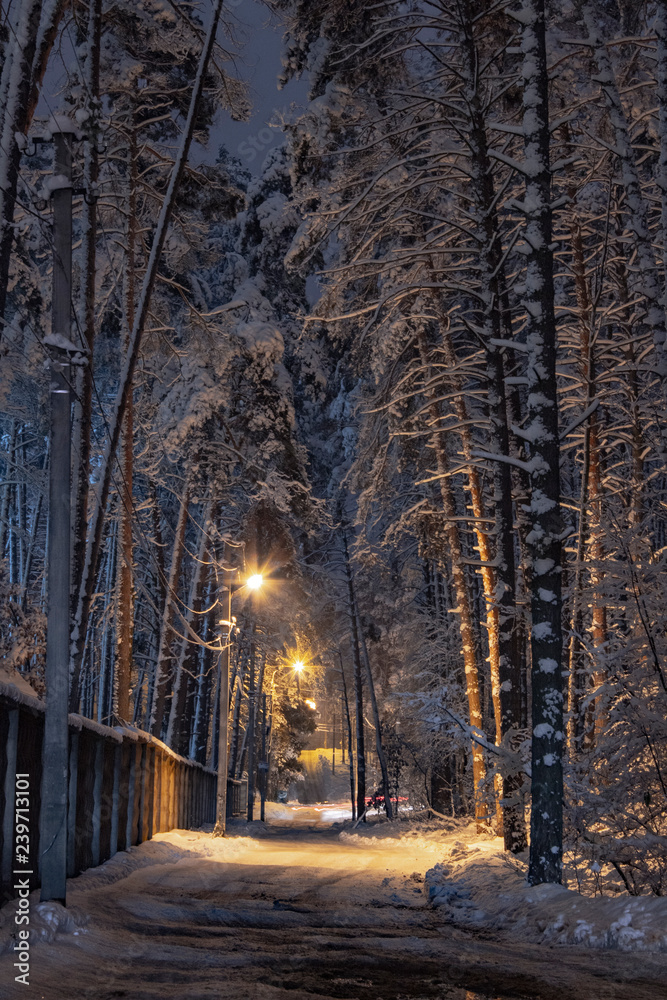 Concept winter beauty. Trees covered with snow at night with street lights