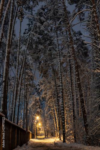 Concept winter beauty. Trees covered with snow at night with street lights © Артур Ничипоренко