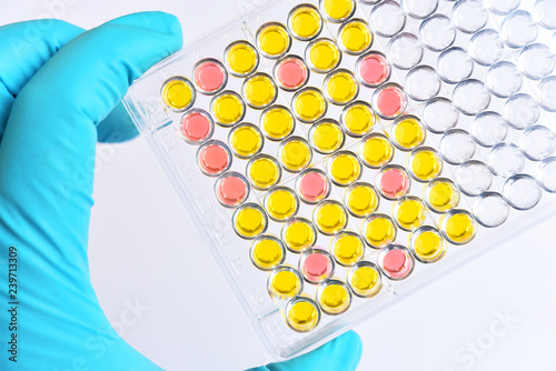 Enzyme-linked immunosorbent assay or ELISA plate 