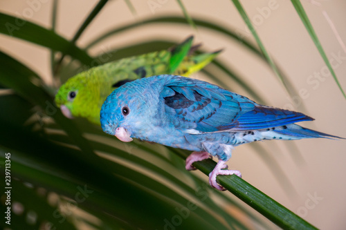 Blue and green lineolated parakeets perched on palm branch photo
