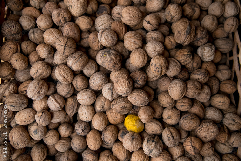 Walnuts with and without shells (filling the picture). Background of fresh walnuts. Walnuts with and without shells (filling the picture). Background of fresh walnuts.