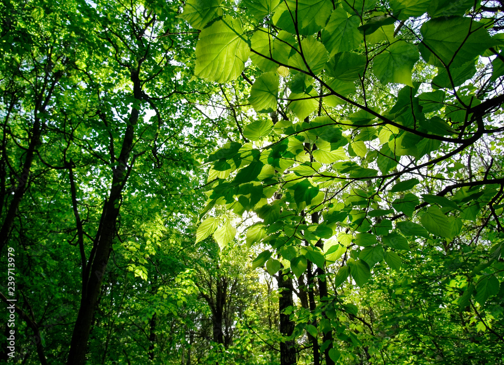 Fototapeta premium sunlight through the leaves of hazel spring