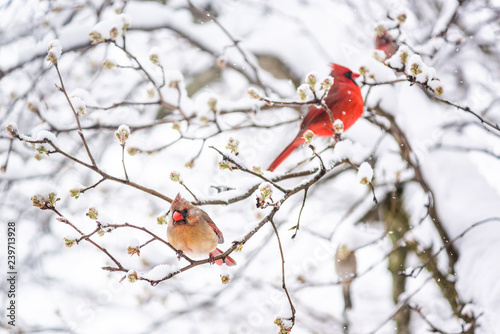 Two red northern cardinal, Cardinalis, birds couple perched on tree branch during heavy winter snow colorful in north Virginia, photo