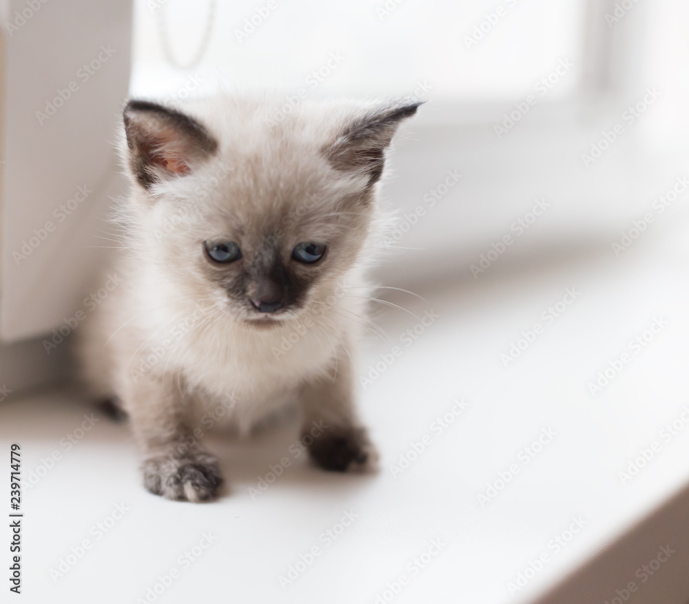 Fototapeta premium Animals. White fluffy kitten, white background
