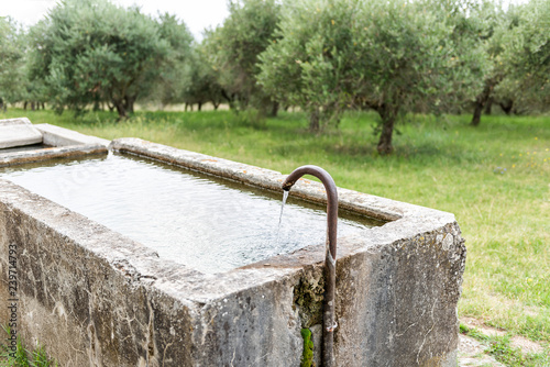 Landscape view of Green olive trees grove farm Italian countryside in Italy in Val D'Orcia, tuscany during summer with stone water tub industry trough for cows