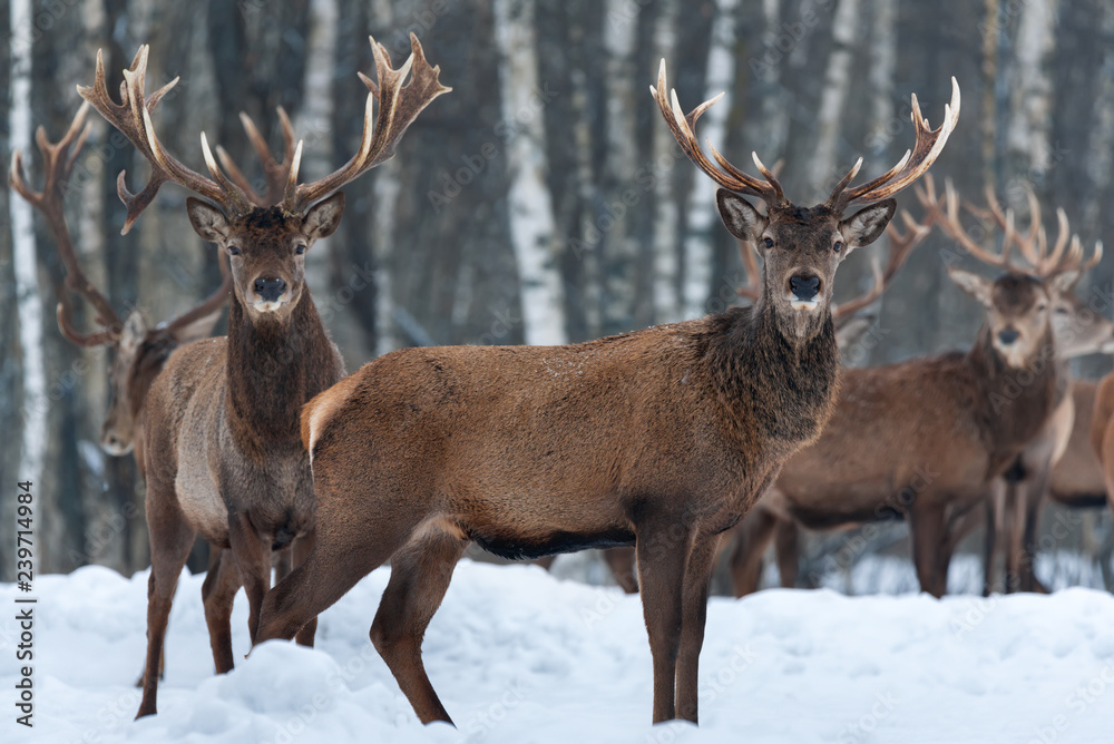 Herd Of Noble Deer Cervus Elaphus In The Natural Habitat In Winter Time: One Buck Stands Sideways In Profile, Others - Frontally. Trophy Stag, Artistic Wildlife Photo. Vitebsk Region, Belarus.