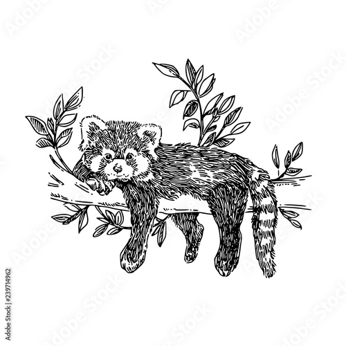 Red panda lying on tree branch. Sketch. Engraving style. Vector illustration.