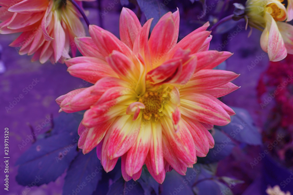 Fototapeta premium Beautiful pink and yellow dahlia in botanic garden with purple blur background wallpaper flower floral plants in spring time