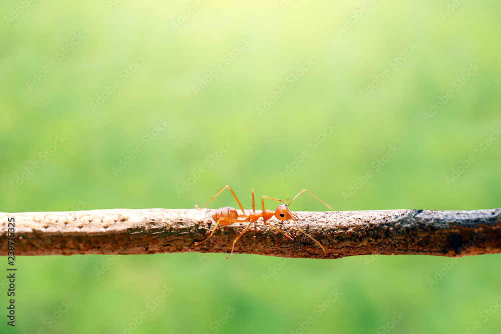 red ant, single red ants on tree branches and background blurred bokeh green nature red ant, single red ants on tree branches and background blurred bokeh green nature