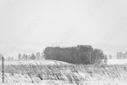 picturesque view of snow-covered forest on field at winter day 