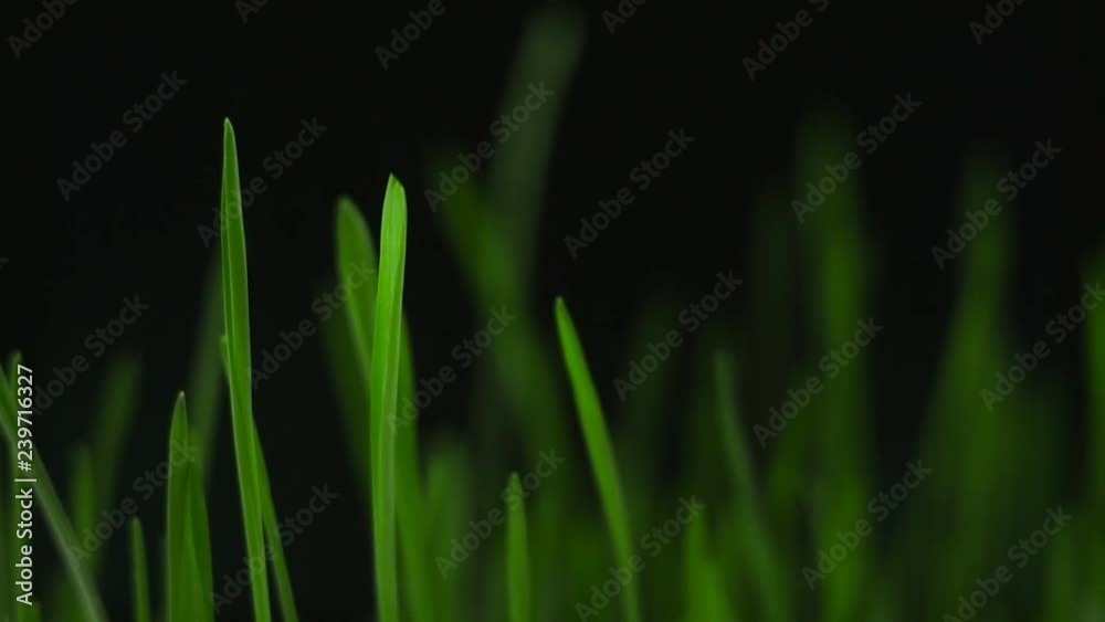 green grass sprouts on black abstract space background for text green grass sprouts on black abstract space background for text