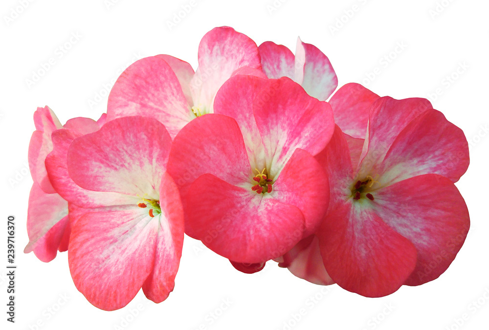 Flower pink-white geranium. Isolated on a white background. Close-up. without shadows. For design. Nature. Flower pink-white geranium. Isolated on a white background. Close-up. without shadows. For design. Nature.