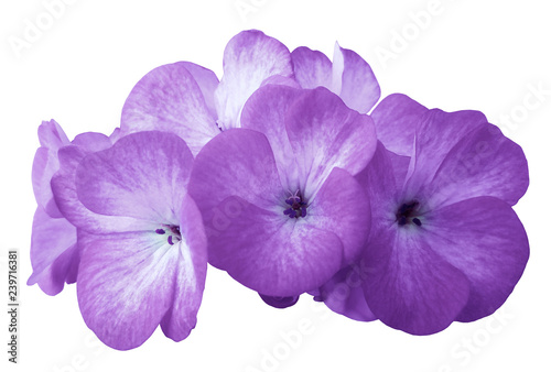Flower purple geranium. Isolated on a white background. Close-up. without shadows. For design. Nature. © nadezhda F