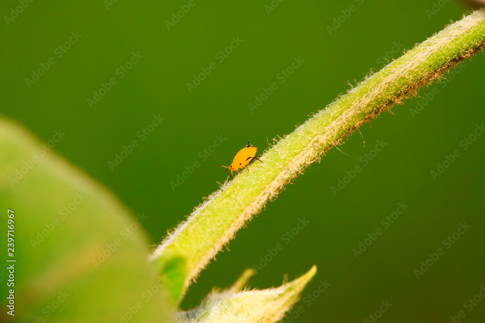 Fototapeta premium Yellow aphid in plant stem