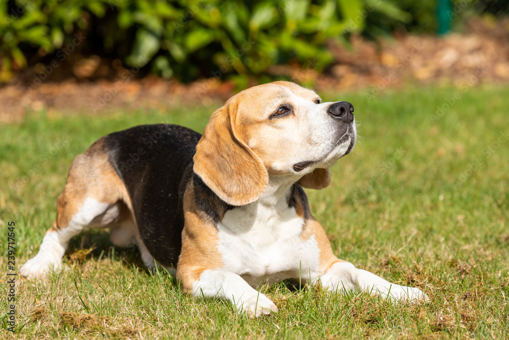 Beagle dog lying in the garden