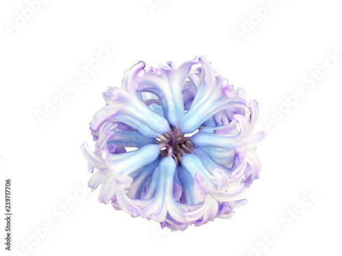 Inflorescence of violet and blue flowers, top view, isolated