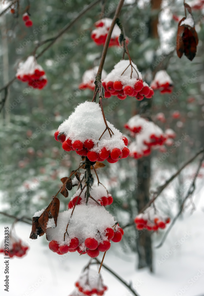 bunches of mountain ash in the snow. bright, red berries. snowy forest.