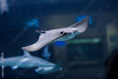 Wallpaper Mural mantaray Torontodigital.ca