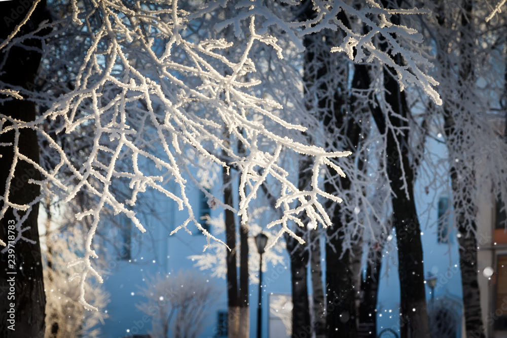Frosted branches and sparkling snowflakes Frosted branches and sparkling snowflakes
