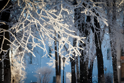 Frosted branches and sparkling snowflakes