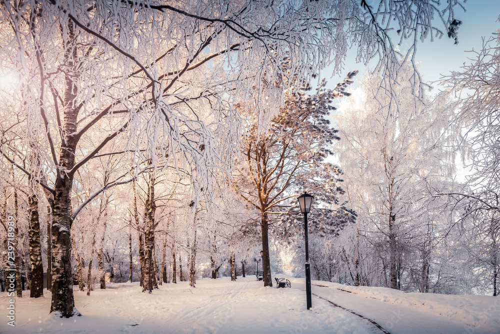 Winter forest - the light of the sun through the snowy trees Winter forest - the light of the sun through the snowy trees