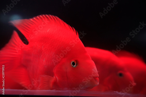 Ornamental fish