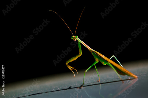 praying mantis on black background