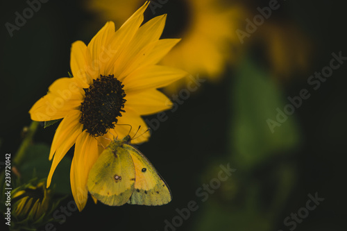 sunflower in the garden with butterfly