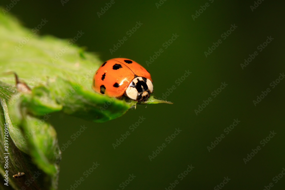 Fototapeta premium Harmonia axyridis on plant