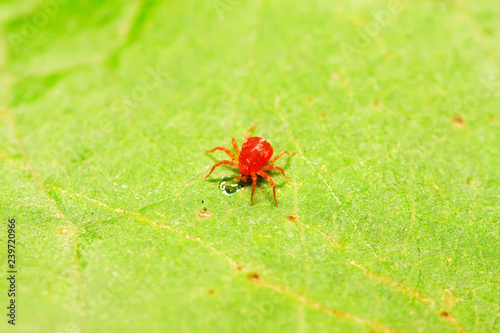 red mite on plant photo