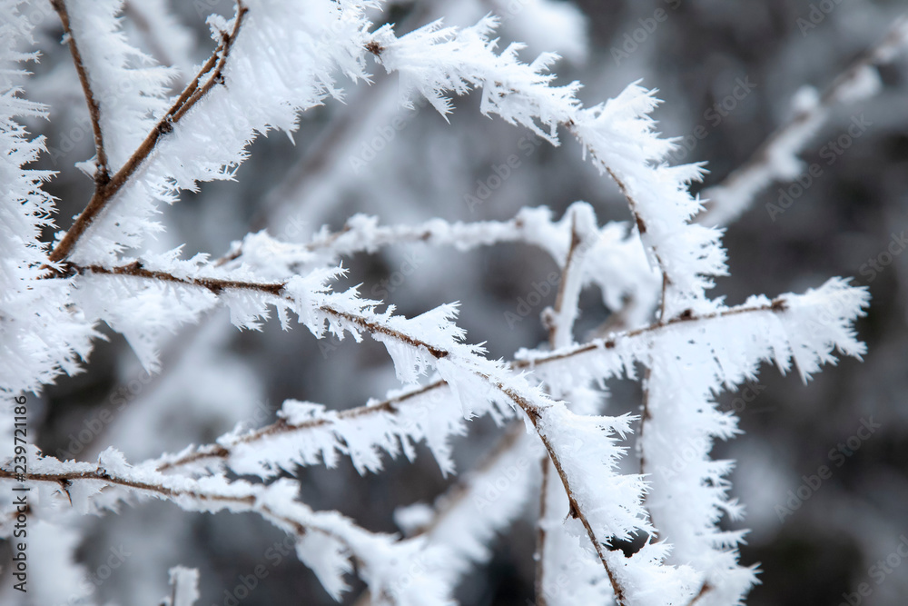 frozen branches covered with snow