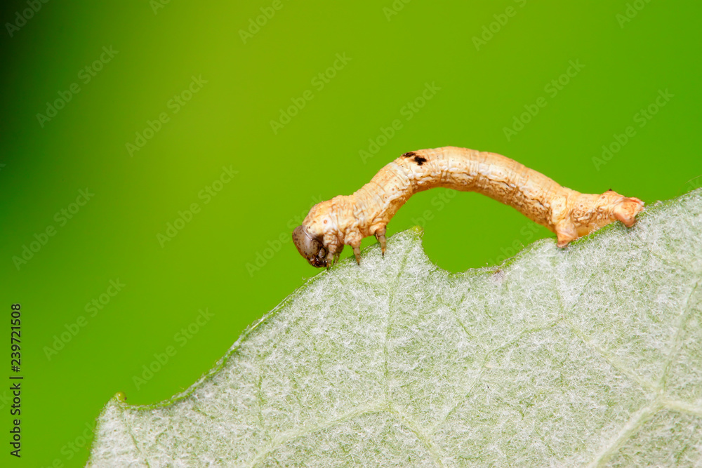 Geometridae on plant Geometridae on plant