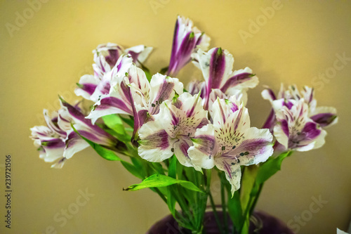 Fototapeta Naklejka Na Ścianę i Meble -  Purple And White Lilies